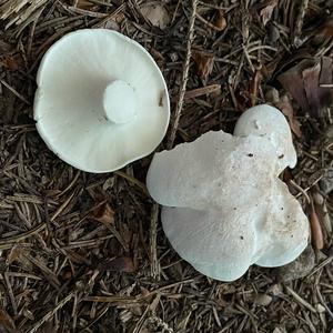 Sheep Polypore