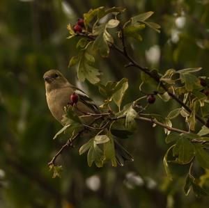 Eurasian Chaffinch