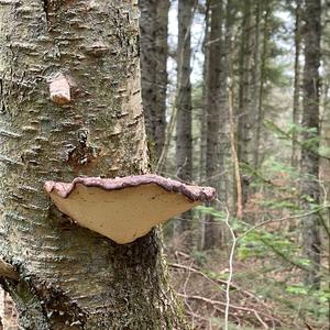 Red-belted Polypore