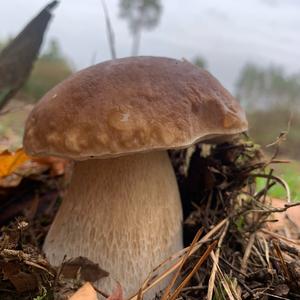 Summer Bolete