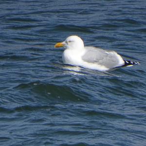 Herring Gull