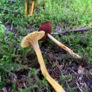 Trumpet Chanterelle