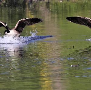 Canada Goose