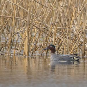 Common Teal