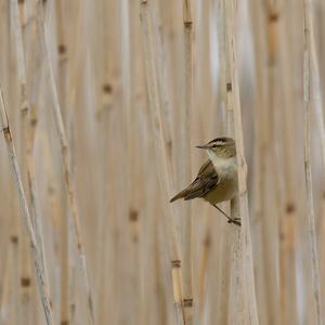 Sedge Warbler