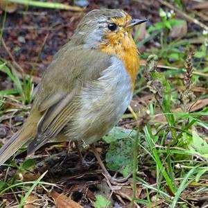 European Robin