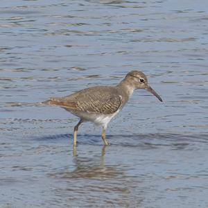 Spotted Sandpiper