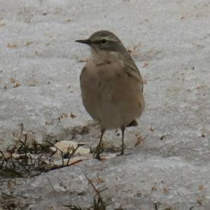 Water Pipit