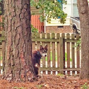 Siberian Husky