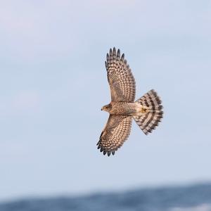 Eurasian Sparrowhawk