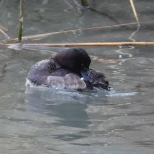 Tufted Duck