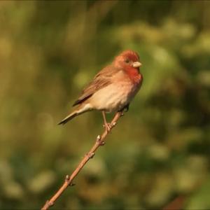 Common Rosefinch