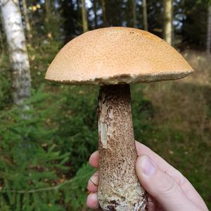 Orange Birch Bolete