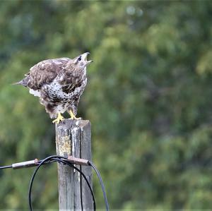 Mäusebussard