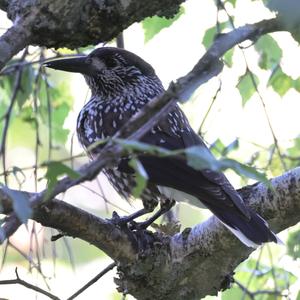 Spotted Nutcracker