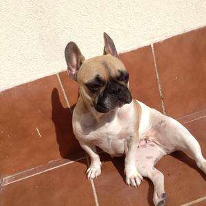 French Bulldog