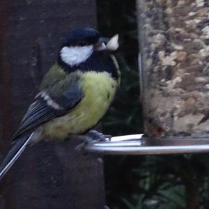 Great Tit