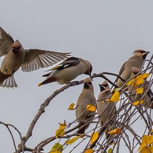 Bohemian Waxwing