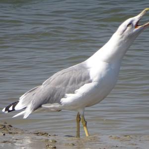 Lesser Black-backed Gull