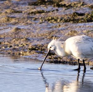 Eurasian Spoonbill