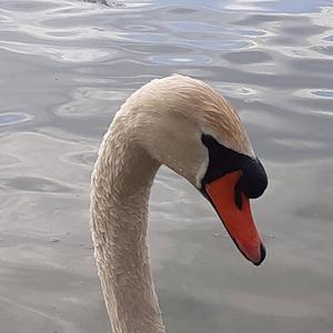 Mute Swan