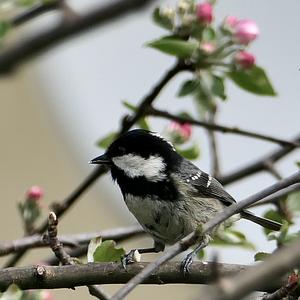 Coal Tit