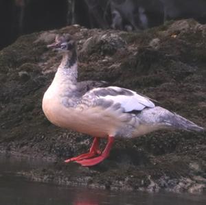 Common Merganser