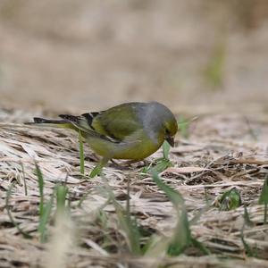 Alpine Citril Finch