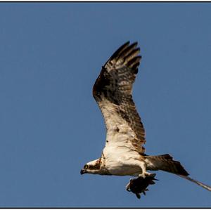 Osprey