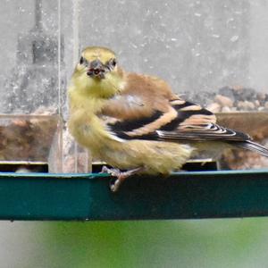 American Goldfinch