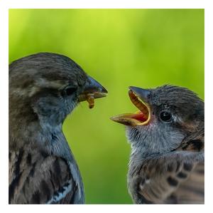 House Sparrow