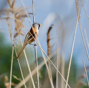 Bearded Parrotbill