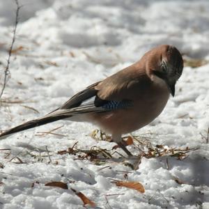 Eurasian Jay