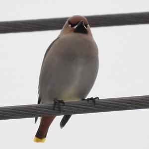 Bohemian Waxwing