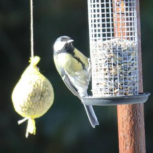 Great Tit