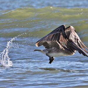 Brown Pelican