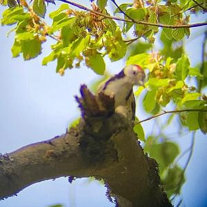 Middle Spotted Woodpecker