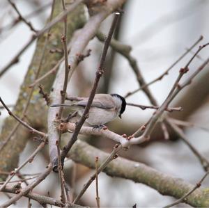 Marsh Tit