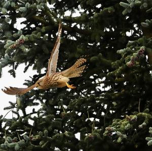 Common Kestrel