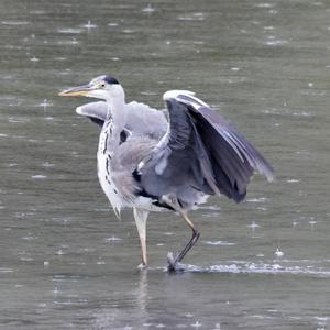 Grey Heron