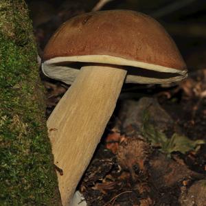 King Bolete