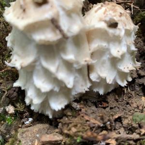 Shaggy Mane