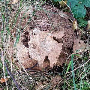 Giant Puffball