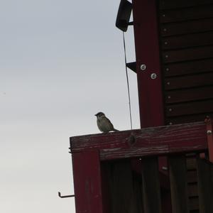 Eurasian Tree Sparrow