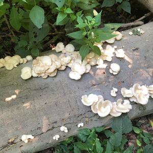 Oyster Mushroom