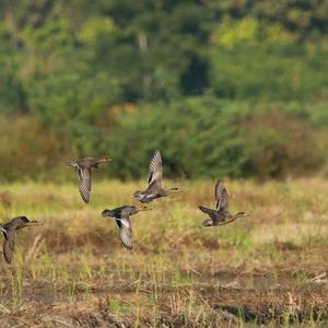 Eurasian Wigeon