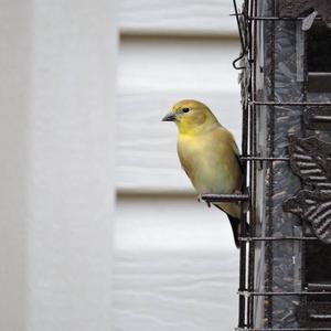 American Goldfinch