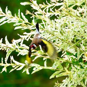 European Goldfinch