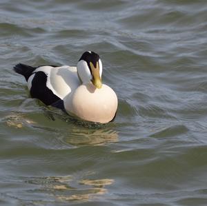 Common Eider