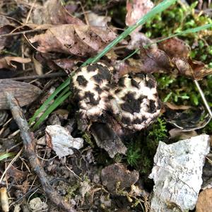 Old Man of the Woods